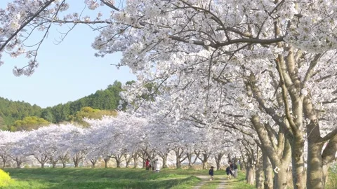 Rows of full-blooming cherry blossom trees and happily cheerful family in sunny Stock Footage 151275602