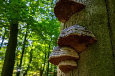 Rows of fungus on a tree. Stock Photos