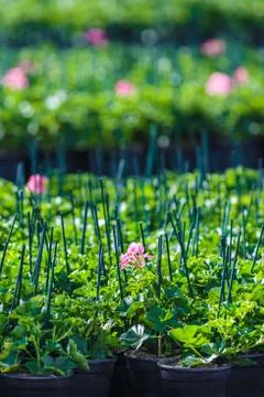 Rows of geranium plants in a greenhouse Stock Photos