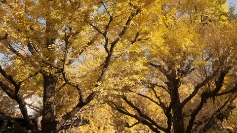 Rows Of Ginkgo Trees Video stock 99204129