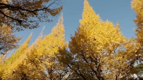Rows Of Ginkgo Trees Stock-Footage 99205235
