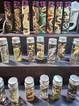 Rows of glass test tubes show preserved biological specimens of reptiles an.. Fotos de archivo