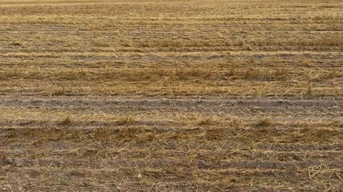 Rows of golden cut straw and dark soil in a harvested agricultural field Video stock 343407439