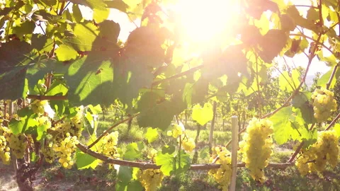Rows of golden muscat grapes in the backlight of the rays of in the vineyard Video stock 139569825
