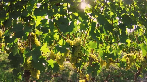 Rows of golden muscat grapes in the backlight of the rays of sun in the vineyard Stock Footage 139576653