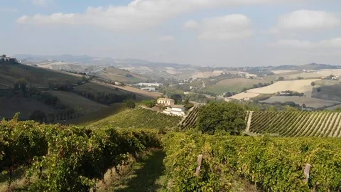 Rows of grape bushes Stock Footage 113284594