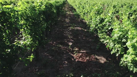 Rows of grape bushes on the plantation. Stock Footage 162872308