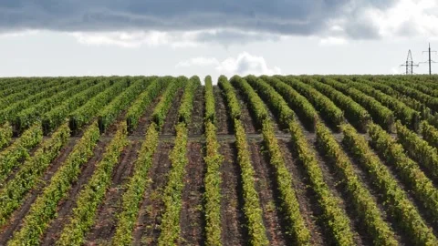 Rows of grape fields at the top of the hill. View from a drone Stock Footage 270059533