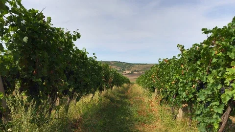 Rows of grape trunks with bunches of ripe dark vine berries Stock Footage 93740793
