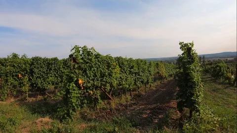 Rows of grape trunks with bunches of ripe white vine berries Stock Footage 114978235