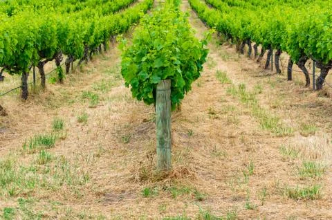 Rows of grape vine plants in vineyard. Wine industry nature background Stock Photos