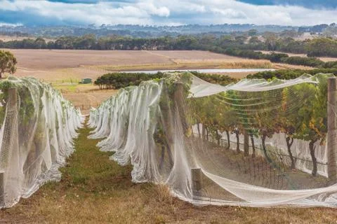 Rows of grape vines covered with bird netting and countryside Stock Photos