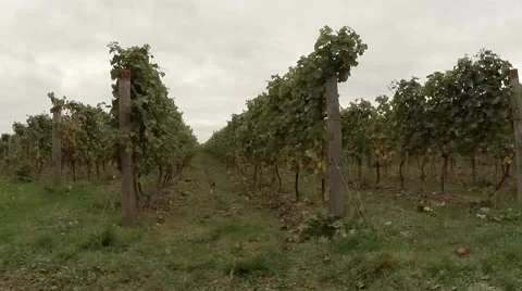 Rows of Grape Vines 動画素材 44423742