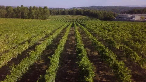 Rows of grape vines Stock Footage 116063299