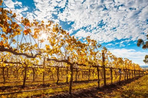 Rows of grape vines with golden leafs and sun flare in autumn in Australia Stock Photos