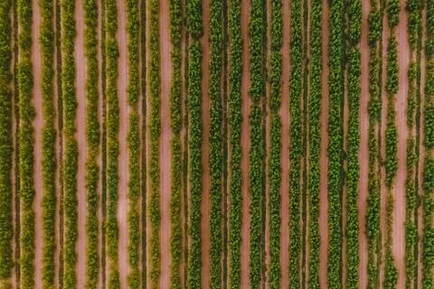 Rows of grape vines with green leaves, top view Foto stock