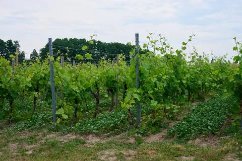 Rows of grape vines grow on trellises at a vineyard, with ground plants and.. 스톡 사진