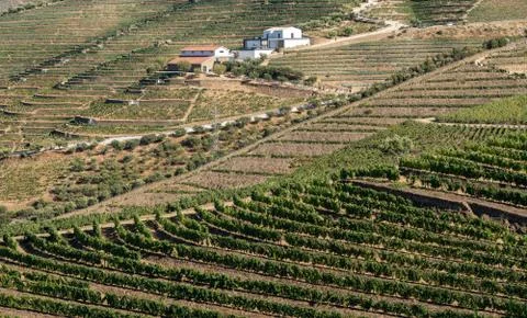Rows of grape vines line the valley of the River Douro in Portugal Stock Photos