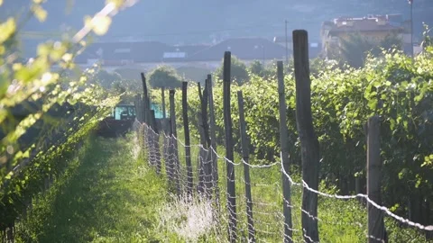 Rows Of Grape Vines On A Plantation On A Sunny Day Stock Footage 167480070