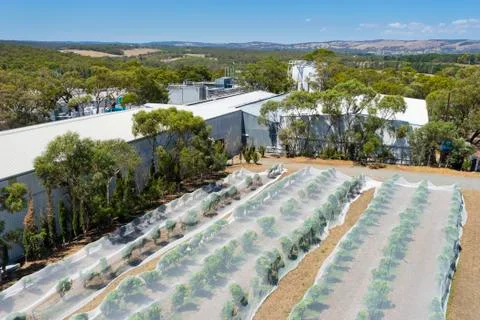 Rows of grape vines protected with bird netting in South Australia Stock Photos