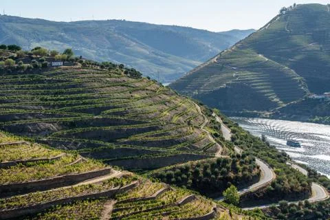 Rows of grape vines in Quinta do Seixo line the valley of the River Douro in Stock Photos