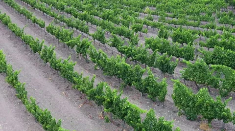 Rows of grape vines at a vineyard aerial Stock-Footage 53562185