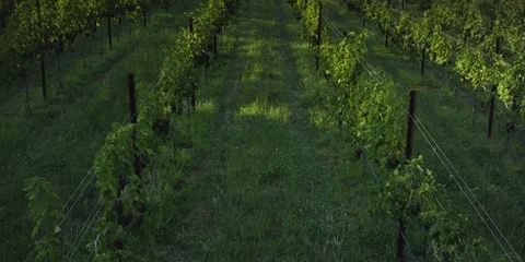 Rows of grape vines in the vineyard Stock Footage 103821874