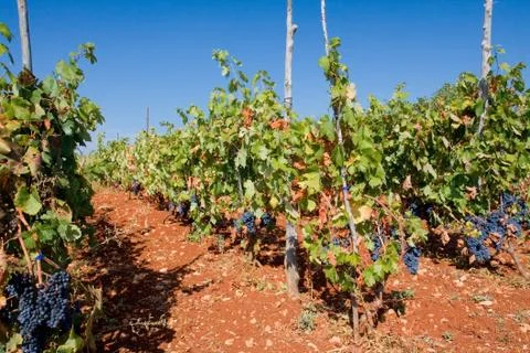 Rows of Grape Vines in Vineyard Stock Photos