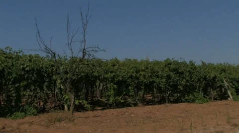 Rows of grape vines in the wind Video stock 12715810