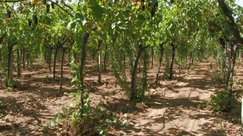 Rows of grape vines in the wind Stock Footage 12732373
