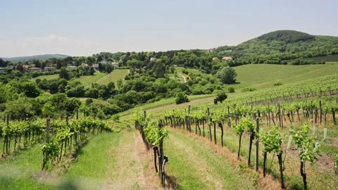 Rows of grape vines for wine making in urban wine region of Vienna, Austria Stock Footage 218466796