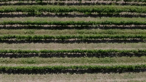 Rows of Grapes. Aerial video. Stock Footage 131975965