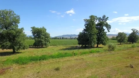 Rows of grapes in georgia Stock Footage 70319510