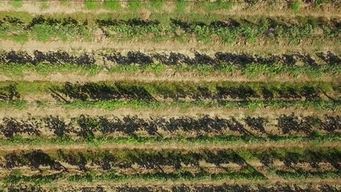 Rows of grapes in georgia Stock Footage 70319675