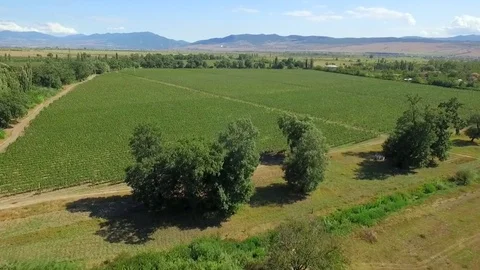 Rows of grapes in georgia Stock Footage 70319730
