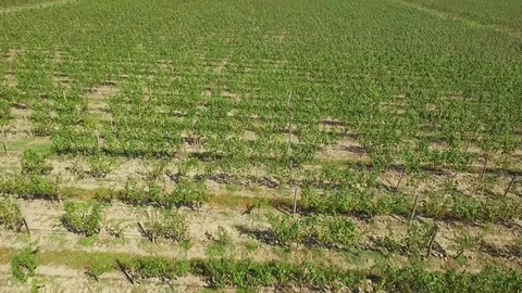 Rows of grapes in georgia Stock Footage 70320027