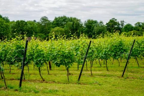 Rows of grapes growing in a vineyard 库存照片