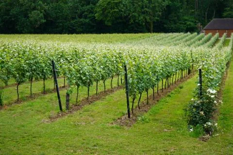 Rows of grapes growing in a vineyard 库存照片