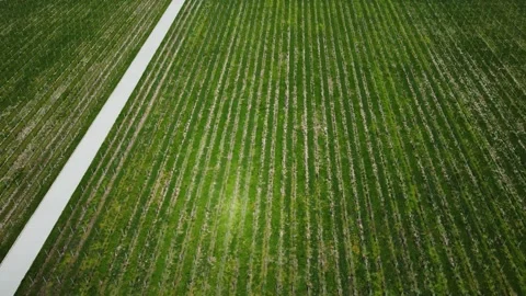 Rows of grapes grown for winemaking Stock Footage 194397796