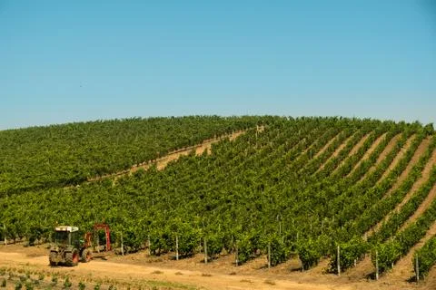 Rows of grapes before harvesting Foto stock