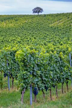 Rows of grapes before harvesting Stock-Fotos