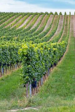 Rows of grapes before harvesting Stock Photos