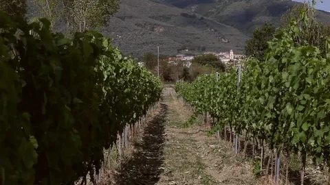 Rows of grapes in Italian vineyard Stock Footage 78986239