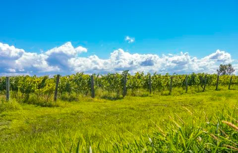 Rows of grapes Stock Photos
