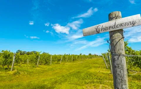 Rows of grapes Stock Photos