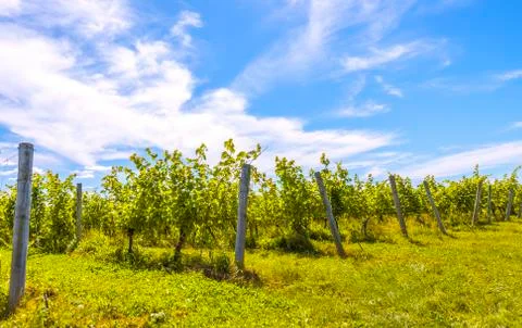 Rows of grapes Stock Photos