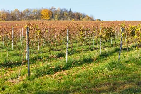 Rows of grapes Stock Photos
