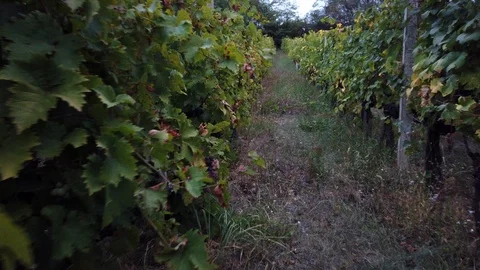 Rows of grapes ready to be picked in small vineyard Stock Footage 125489307