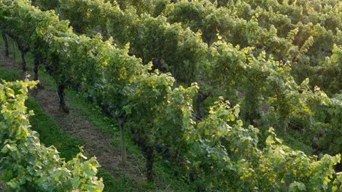 Rows of grapes ready for harvest. Winemaking, viticulture. Slow aerial Stock Footage 163965590