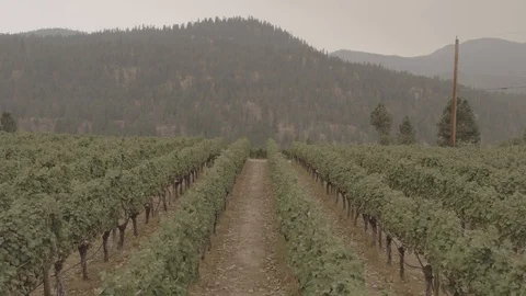Rows of grapes with reveal FLAT Stock Footage 87795331